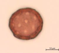 Silene antirrhina image