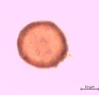 Silene antirrhina image