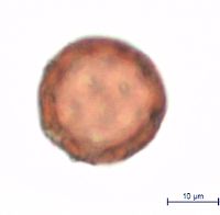 Silene antirrhina image