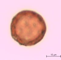 Silene antirrhina image