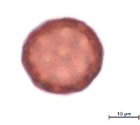 Image of Silene antirrhina