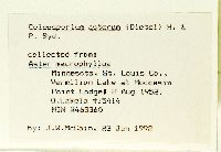 Eurybia macrophylla image