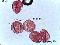 Agalinis aspera image