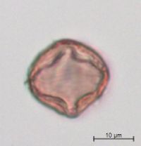 Fragaria virginiana image