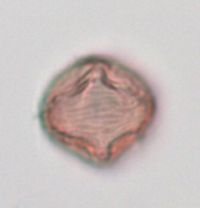 Fragaria virginiana image