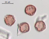 Fragaria virginiana image