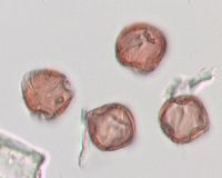 Fragaria virginiana image