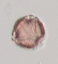 Fragaria virginiana image