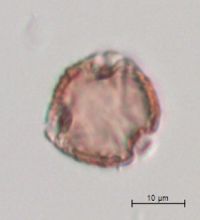 Fragaria virginiana image