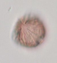 Fragaria virginiana image