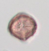 Fragaria virginiana image