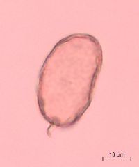 Impatiens pallida image