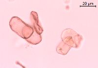 Impatiens pallida image