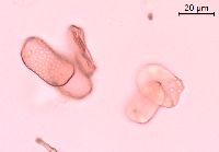 Impatiens pallida image