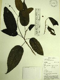 Image of Mallotus peltatus
