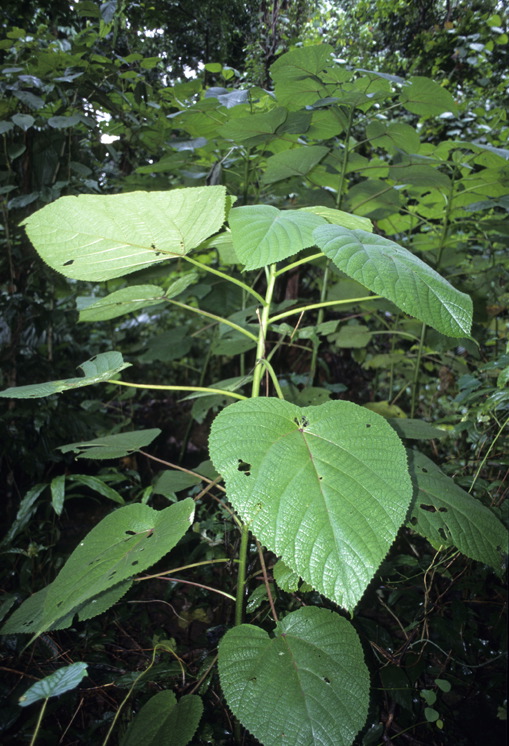 Dendrocnide moroides image