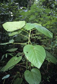 Image of Dendrocnide moroides