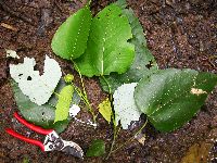 Image Associated With the Occurrence