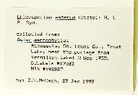 Eurybia macrophylla image