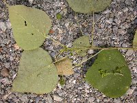 Macaranga ducis image