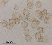 Ulmus americana image