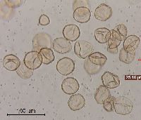 Ulmus americana image