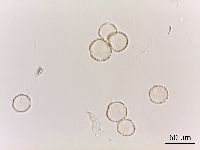 Thalictrum dasycarpum image