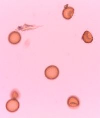 Amaranthus tuberculatus image