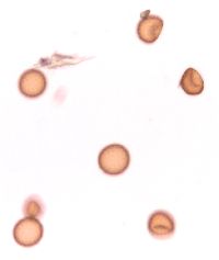 Amaranthus tuberculatus image