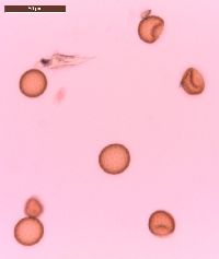 Amaranthus tuberculatus image