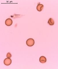 Amaranthus tuberculatus image