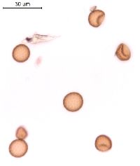 Amaranthus tuberculatus image