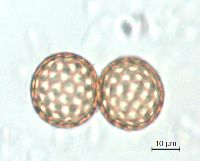 Amaranthus tuberculatus image