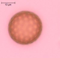 Amaranthus tuberculatus image