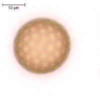 Amaranthus tuberculatus image