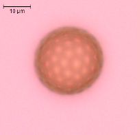 Amaranthus tuberculatus image