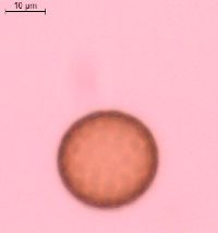 Image of Amaranthus tuberculatus