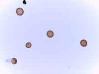 Amaranthus tuberculatus image