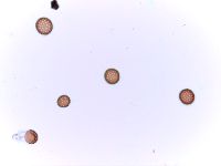 Amaranthus tuberculatus image