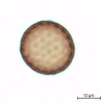 Amaranthus tuberculatus image