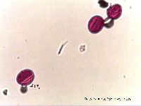Dalea candida image