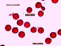 Thumbnail image of current specimen