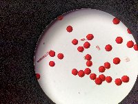 Thumbnail image of current specimen