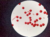 Thumbnail image of current specimen