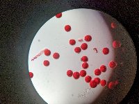 Thumbnail image of current specimen