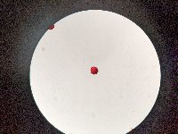 Thumbnail image of current specimen