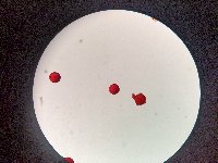 Thumbnail image of current specimen