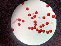 Thumbnail image of current specimen