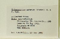 Eurybia macrophylla image