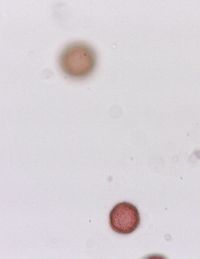 Sagittaria cristata image